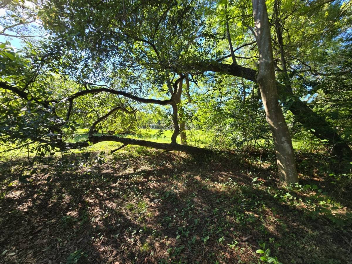 Terreno en venta en Surubii