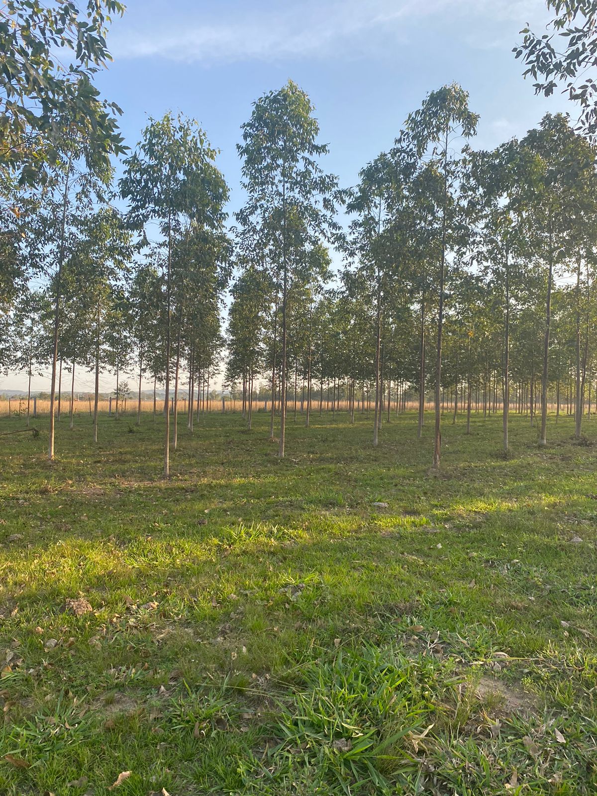 Estancia en venta en Tobati
