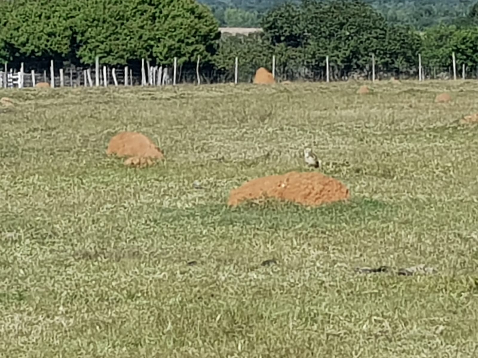 Estancia en venta en PARAGUARI