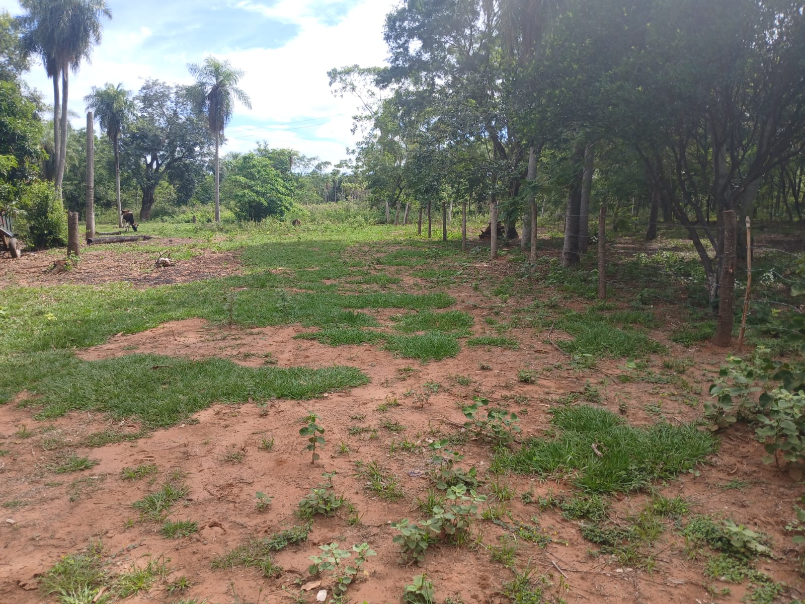 Terreno en venta en Cerro Real
