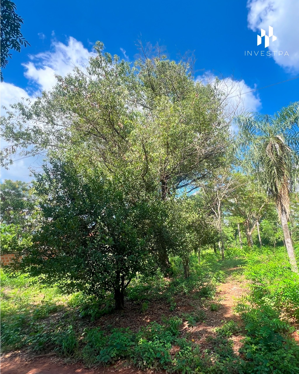 Terreno en venta en Luque